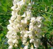 Sophora Japonica - лечебни свойства и противопоказания