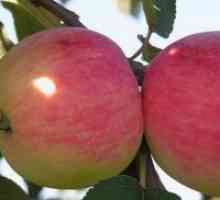 Разнообразие от ябълки мелба
