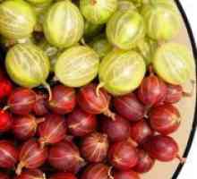 Сортове цариградско грозде, които са устойчиви на брашнеста мана