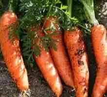 Сортове моркови за зимата съхранение
