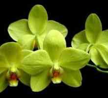 Разновидности на орхидеи