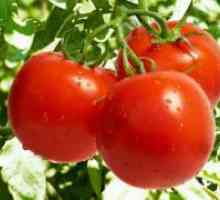 Сортове домати за открито поле