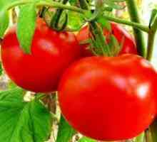 Сортове домати за открито поле