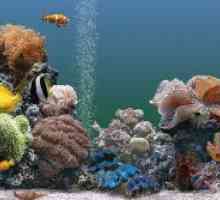 Съвместимост аквариумни риби