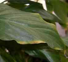 Spathiphyllum - съвети сухи листа