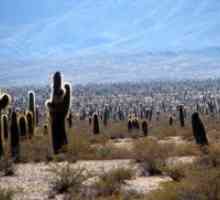 Cactus Habitat
