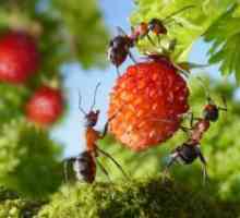 Remedy за мравки в градината