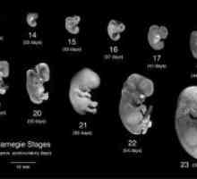Human ембрионален стадий на развитие