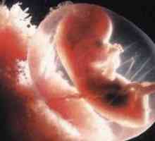 Стадии на развитие на ембриона