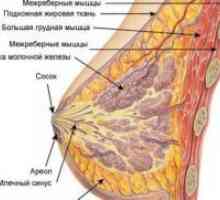 Структурата на гърдата