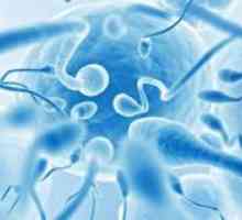 В структурата на клетката на сперма