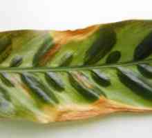 Stromanta - съвети сухи листа