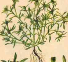 Cottonweed - лечебни свойства и противопоказания