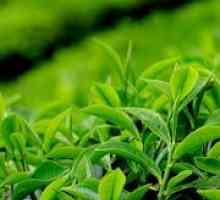 Свойствата на зелен чай