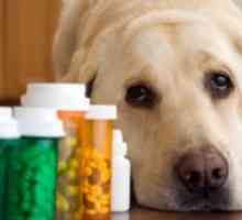 Таблетки от червеи до кучета