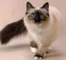 Thai котка - описание порода, характер