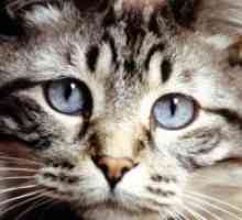 Токсокариазис при котките