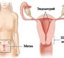 Дебелината на ендометриума по време на бременност