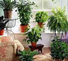 Топ 10 полезни стайни растения