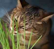 Трева за котки