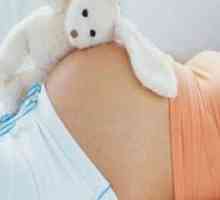 Триместър на бременността - Условия за ползване