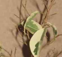 В Ficus benjamina листа падат - какво да правя?