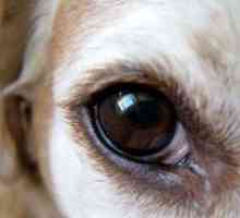 Очите на кучето да тлеят
