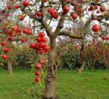Торове за ябълка есента