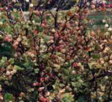 Грижа цариградско грозде есента - подготовка за зимата
