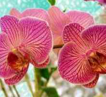 Грижа за орхидеи зимата