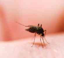 Ухапвания на комари - как да се премахне отокът?