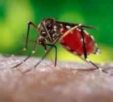 Ухапвания от комари дете