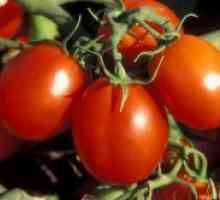 Ultrarannie сортове домати