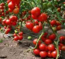 Добива сортове домати за открито поле