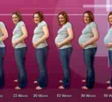 Тегло на плода по време на бременност седмица