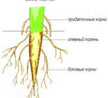 Видове корени и видове коренови системи