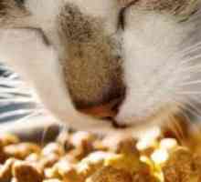 Витамини за котки