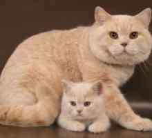 Чифтосване котки от породата Британската