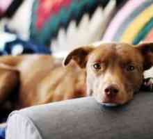 Въшки при кучета - лечение