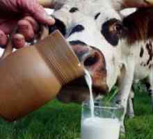 Световен ден на мляко