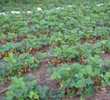 Отглеждане на ягоди в открито поле