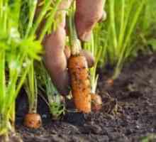 Отглеждане моркови в открито поле