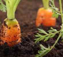 Отглеждане моркови