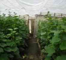 Отглеждане краставици в оранжерия