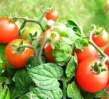 Отглеждане на домати в открито поле