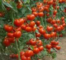 Високите сортове домати за оранжерии