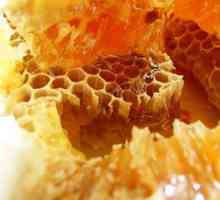Zabrus пчела, структура, полза и вреда, използването на