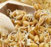 Пшеничен зародиш - ползи и вреди