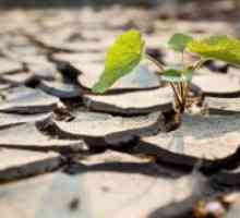 Устойчиви на суша растения