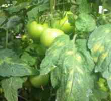Жълти петна по листата на домати в оранжерия
